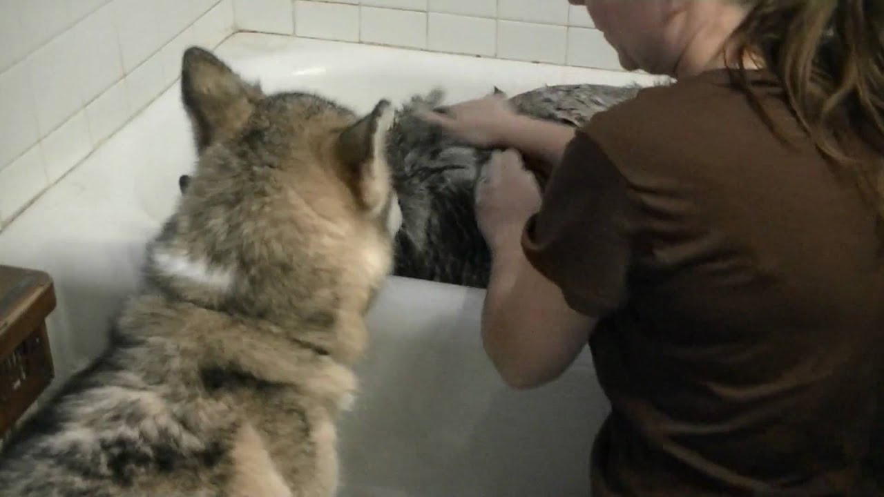 Siberian Husky Shiloh gets a Bath