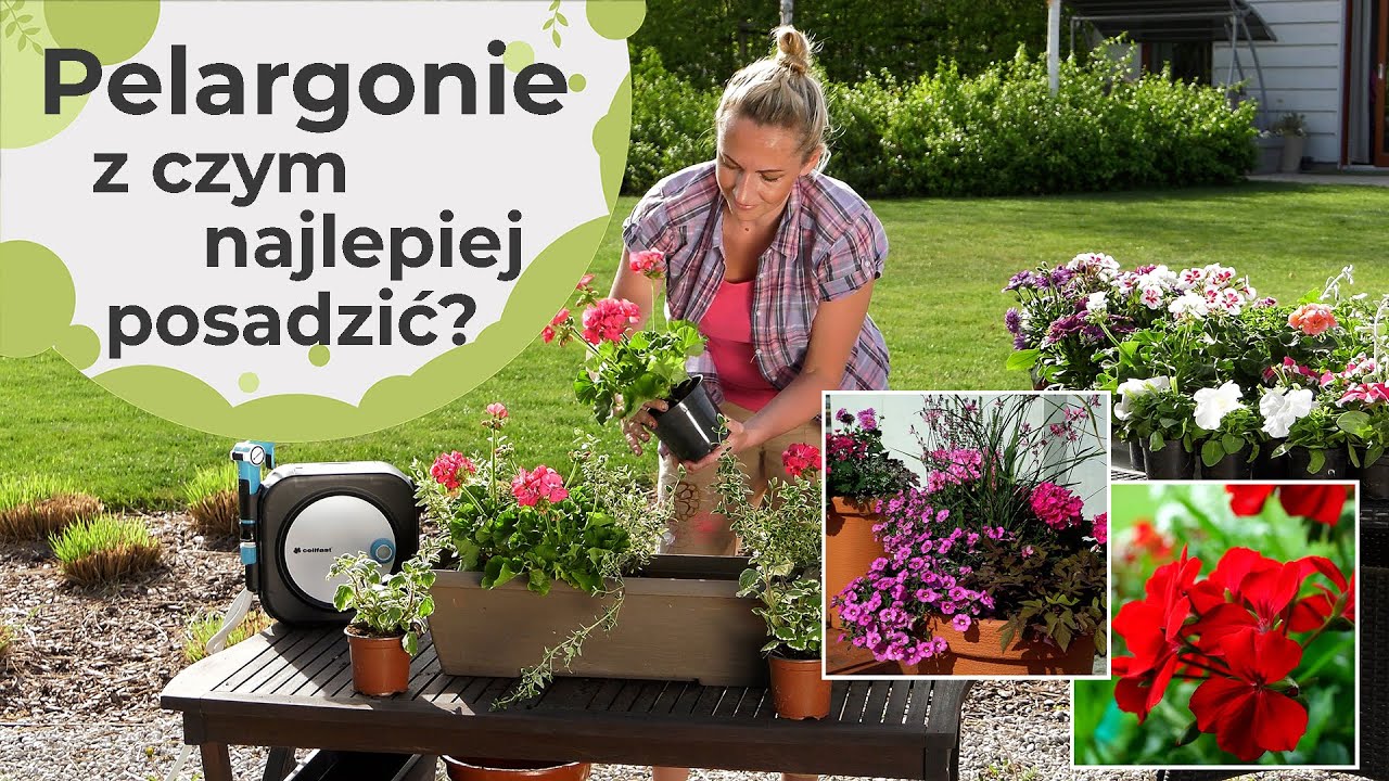 Pelargonie z czym najlepiej posadzić pelargonie?