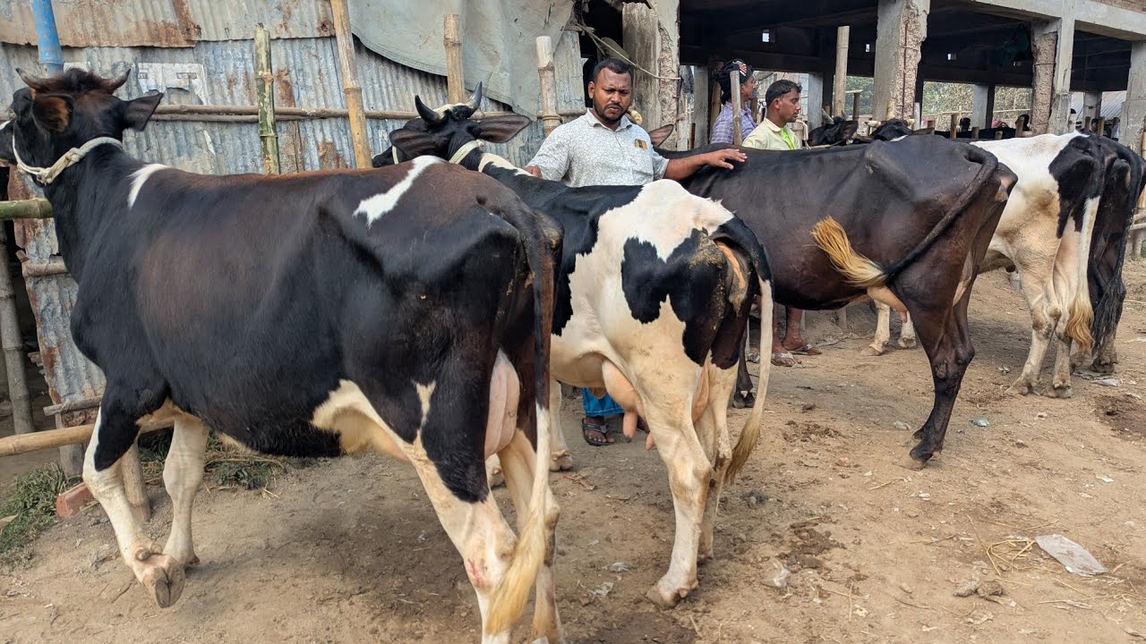 সরাসরি হাট থেকে বাচ্চা ছাড়া রানিং ৮ থেকে ১৪ লিটার দুধের গাভীর দর-দাম জানুন জাহিদ কাকার কাছে।। 