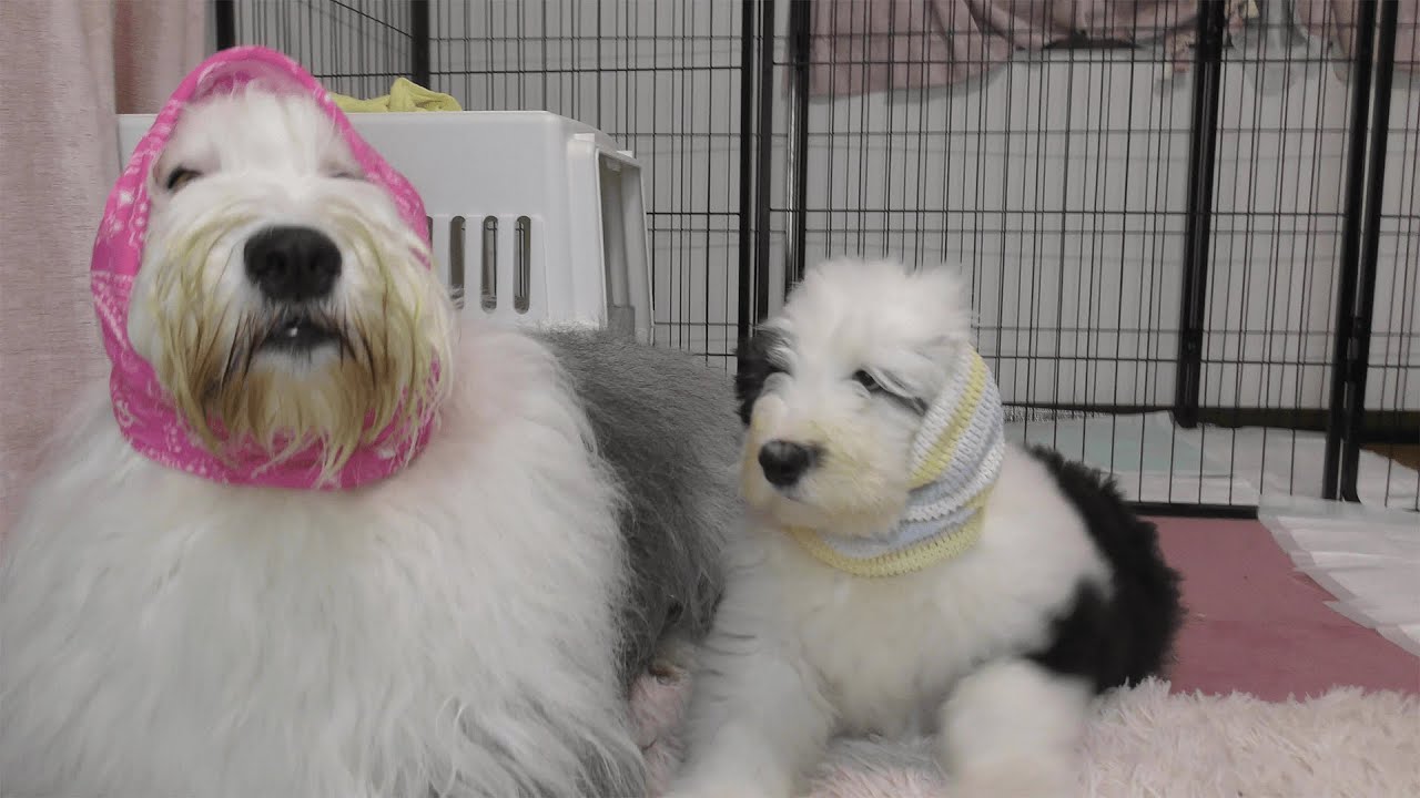 子犬（生後2ヶ月）、はじめてのごはん（お魚🐟）与えてみた‼️ちゃんと食べてくれるかな❗️❓