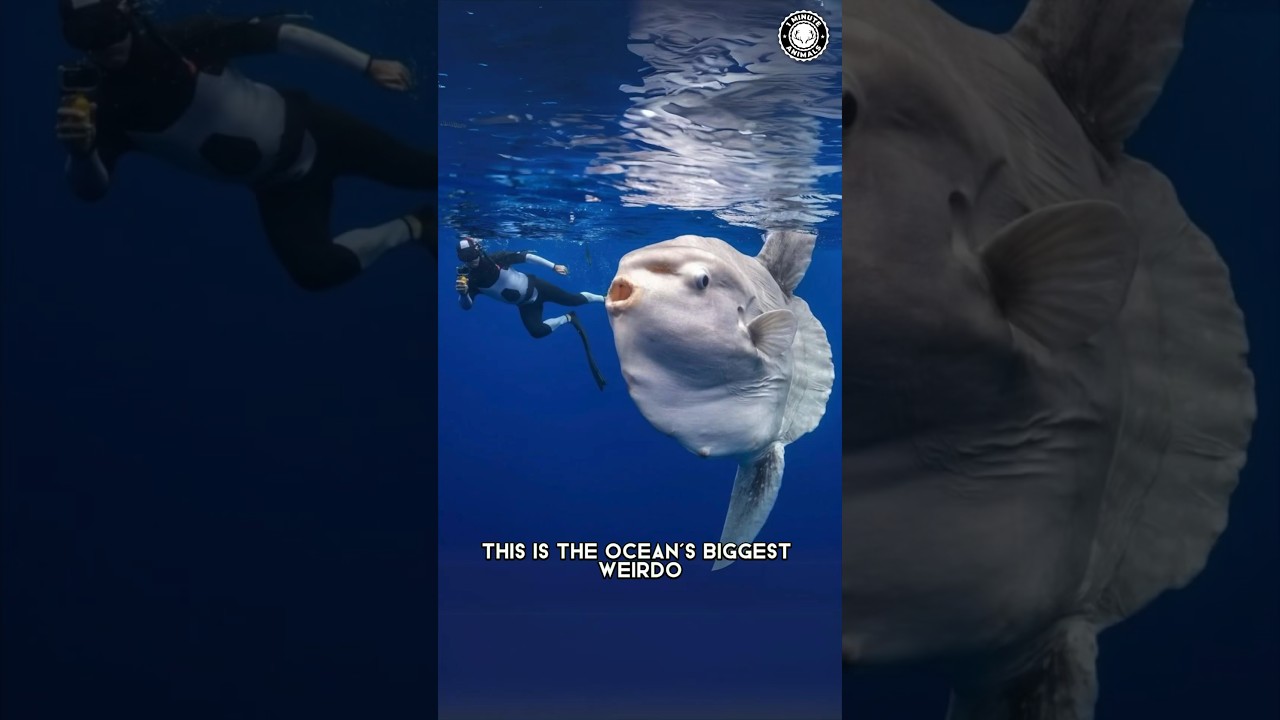 Рыба-луна 🐠 ОГРОМНАЯ рыба без хвоста!