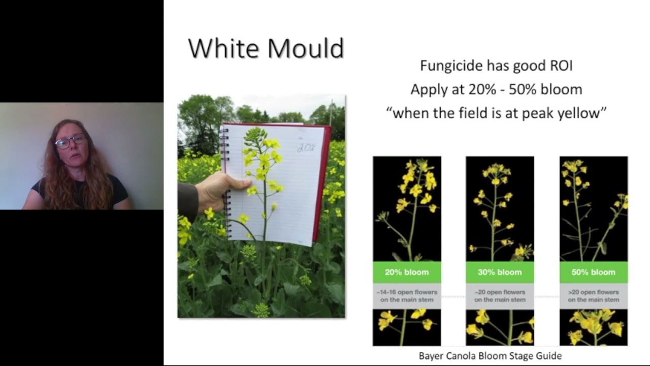 Critical Growth Stages in Canola
