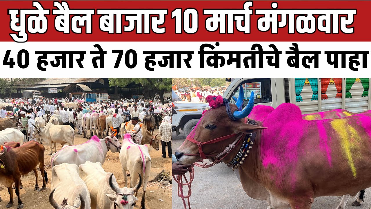 धुळे बैल बाजार 🛑 10 मार्च रविवार | 40 हजार ते 70 हजार किंमतीचे बैल बघा | #बैलबाजार 
