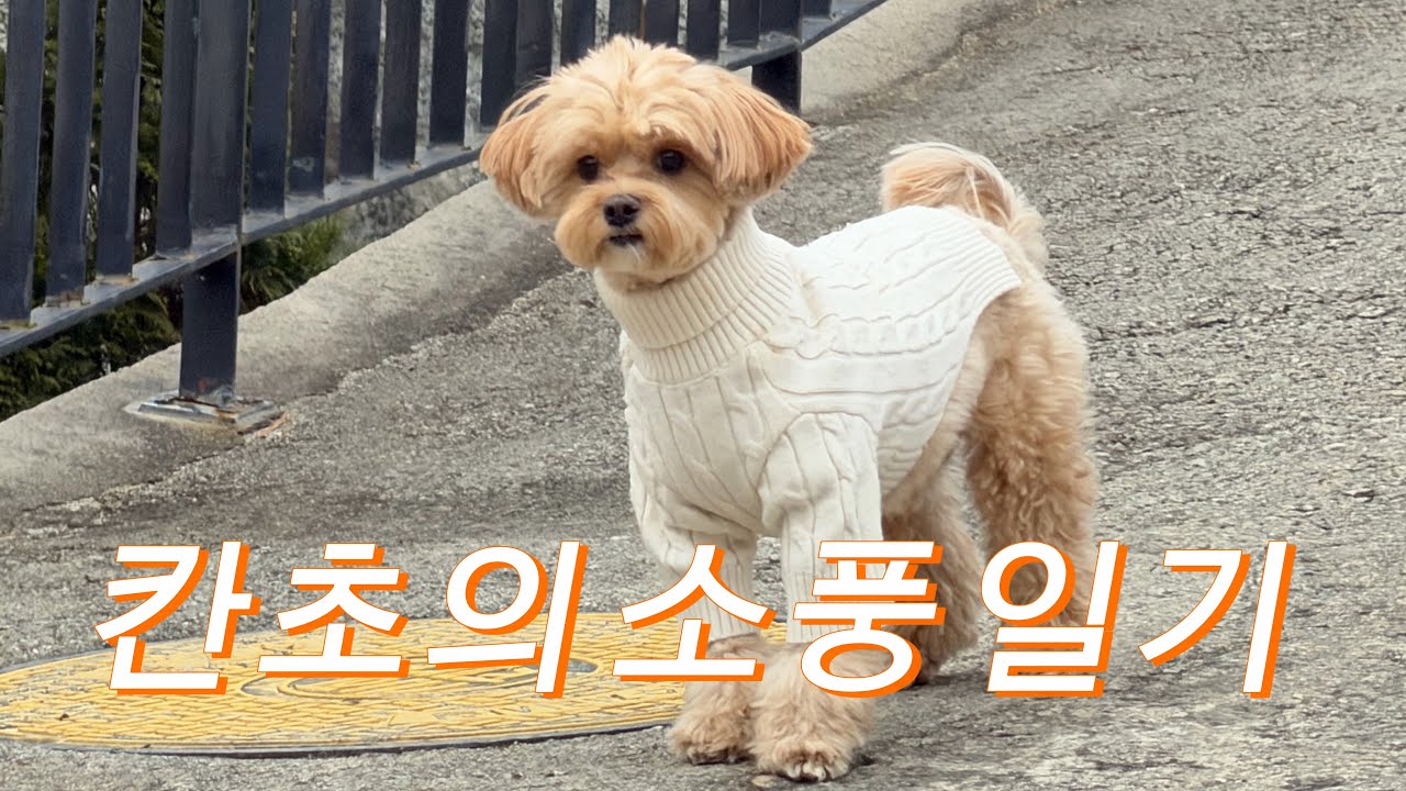 [VLOG] 나의 힐링 강쥐 칸초의 소풍 일기 🐶