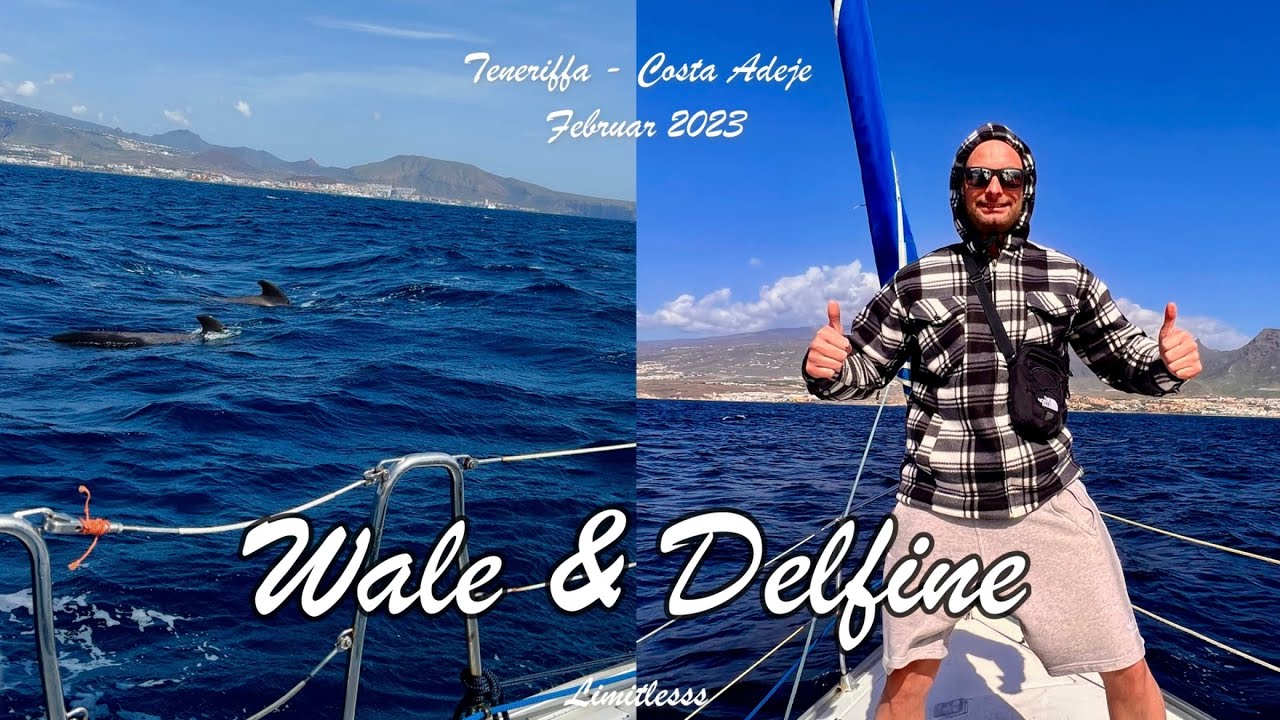 Urlaub Teneriffa 🇪🇸 Segelyacht Tour auf dem Atlantik | Wale 🐳 und Delfine 🐬Beaobachten #tenerife