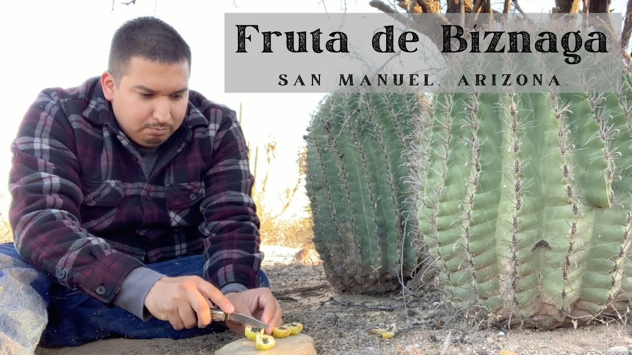 FRUTA DE BIZNAGA! UNA COMIDA DEL DESEIRTO! || Supervivencia Sonora