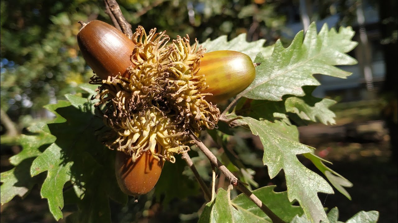Turkish or Austrian oak (Quercus cerris) will give you edible acorns and sweet manna