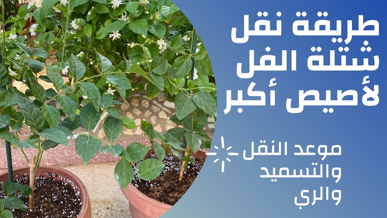 كيف تنقل شتلات الفل الى أصيص أكبر I موعد النقل I وتقليم وتسميد النبات