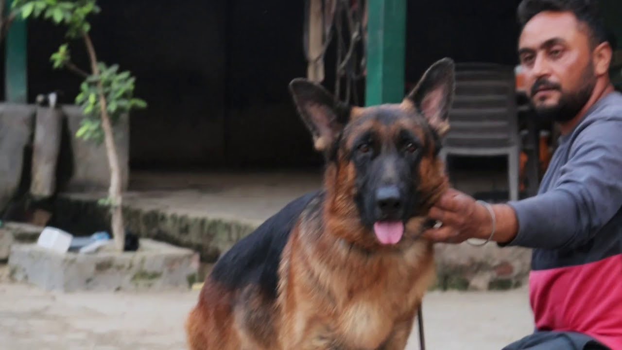 Bhinder Farm || Legend Of Breeding Gsd & Marwari Horses || A.I.S BHINDER || SCOOBERS