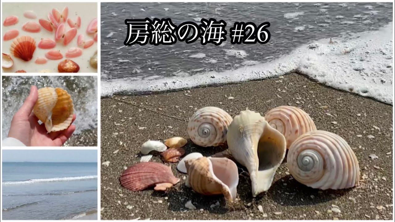 房総の海#26 春の海/波の音/波打ち際で貝殻拾い/桜貝/波間柏/八代貝/天狗螺/