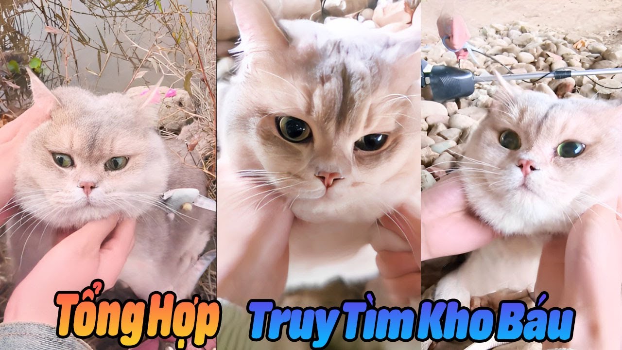 Tổng Hợp Truy Tìm Kho Báu Của MiMi P8 #thúcưng #vậtnuôi #chómèohàihước #funny #pets #cat #animals