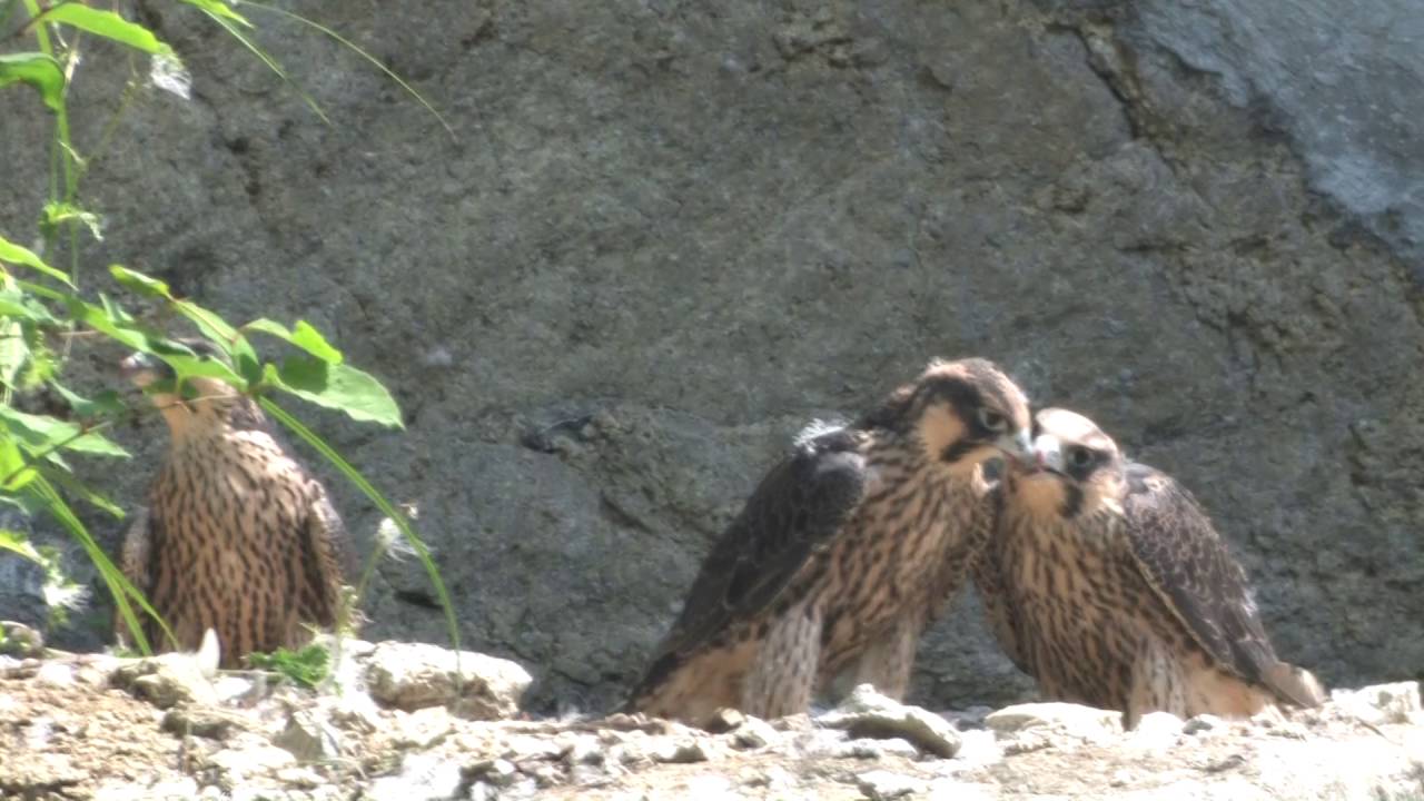 ハヤブサの子供達