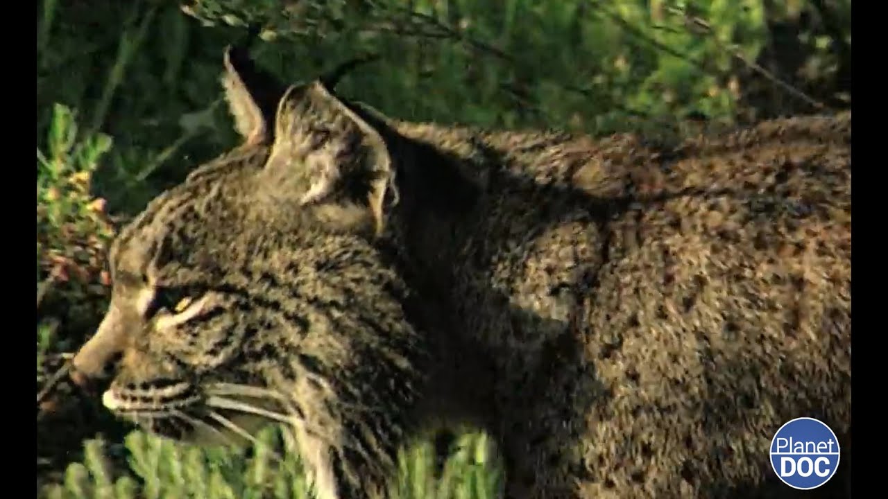 El felino más amenazado del planeta: el Lince Ibérico y su vida en el Parque Nacional de Doñana