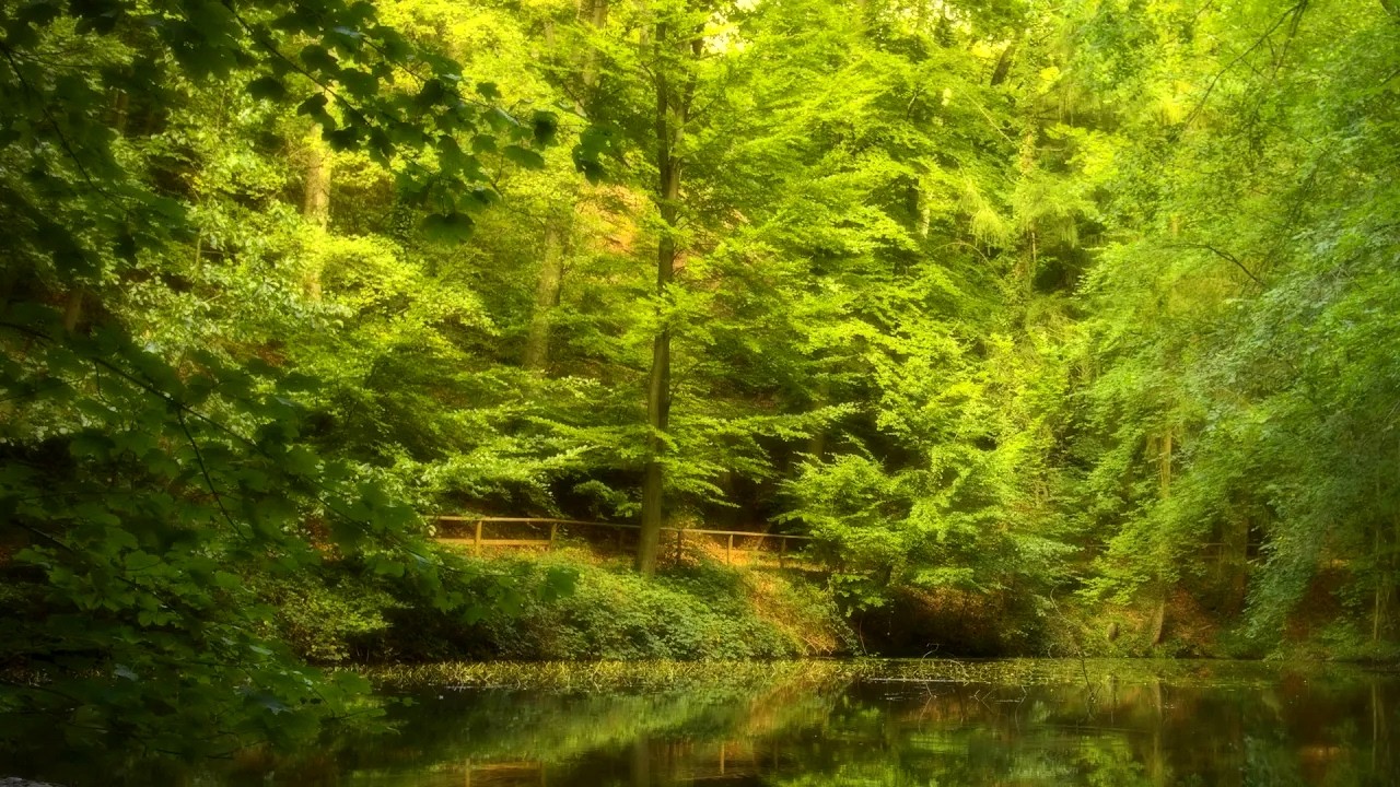 🌳 4K - Relaxing Nature Sounds For Stress Relief, Forest Sounds, Bird Song, No AI