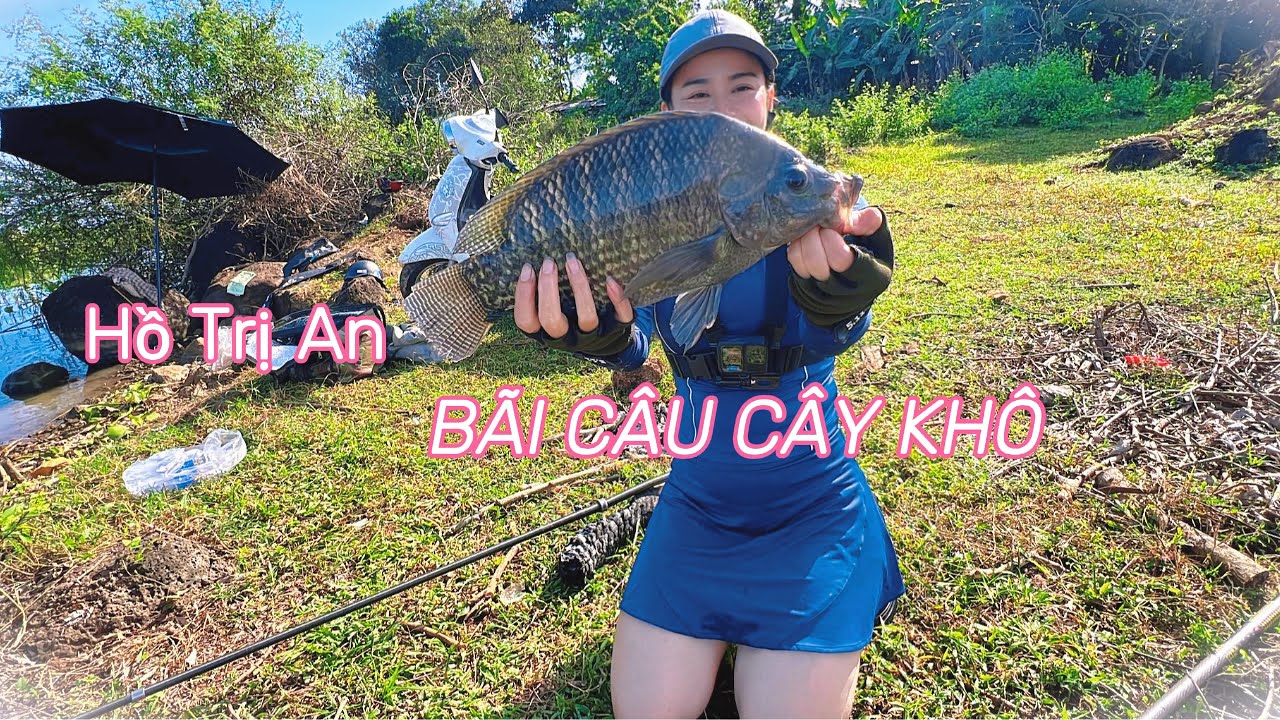 Câu Cá Tự Nhiên , Gặp Rô Phi Cụ Bãi Cây Khô Hồ Trị An☀️🎣