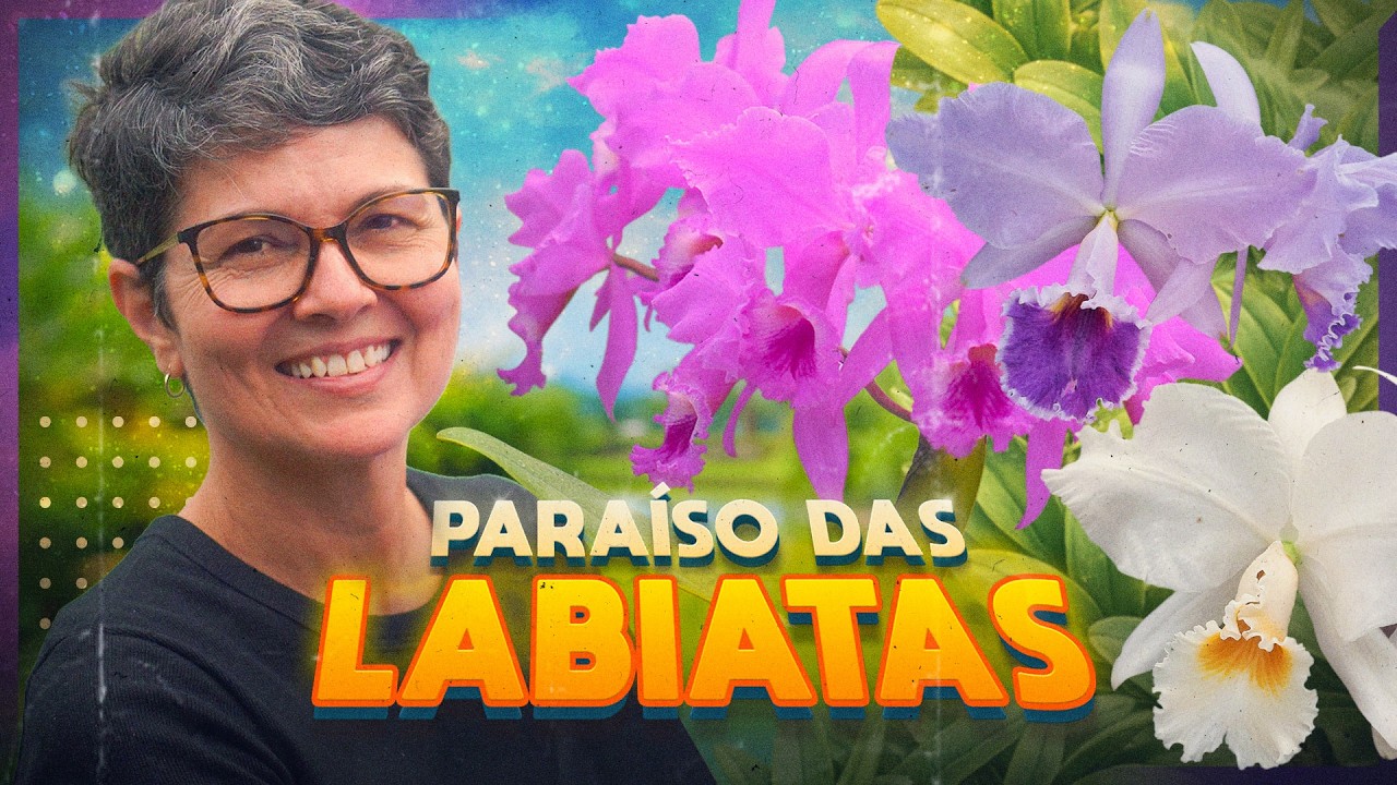 VISITEI UM PARA&Iacute;SO DAS CATTLEYA LABIATA E ME APAIXONEI AINDA MAIS POR ESSA ORQU&Iacute;DEA!