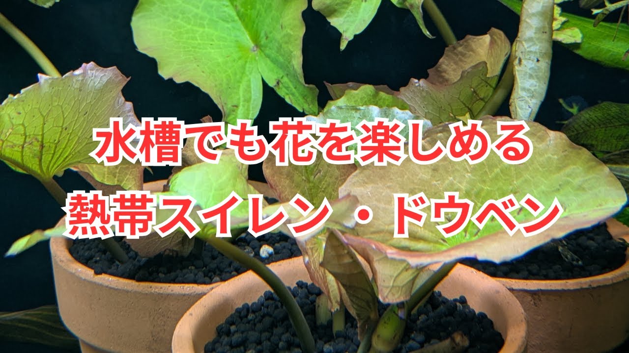 水槽でも花まで楽しめる熱帯スイレンのドウベンをご紹介！