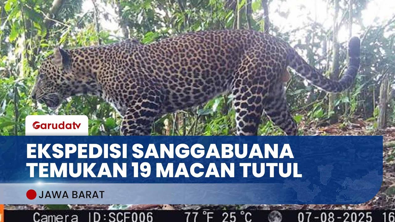 Kamera Perangkap Rekam 19 Macan Tutul Jawa di Karawang