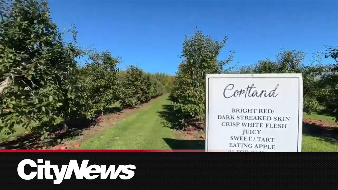 Pick-your-own apple farms in Ontario seeing surge in thefts