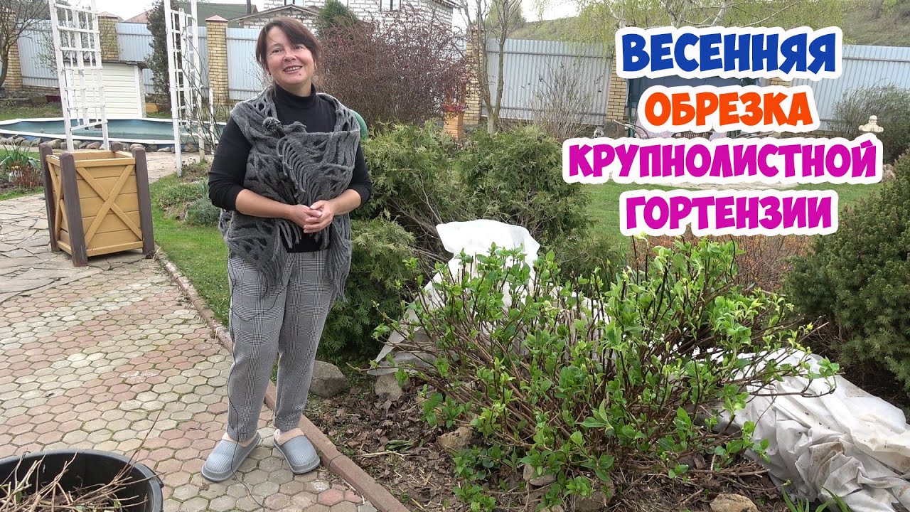 Обрезаю КРУПНОЛИСТНУЮ ГОРТЕНЗИЮ и сразу УКОРЕНЯЮ ЧЕРЕНКИ.