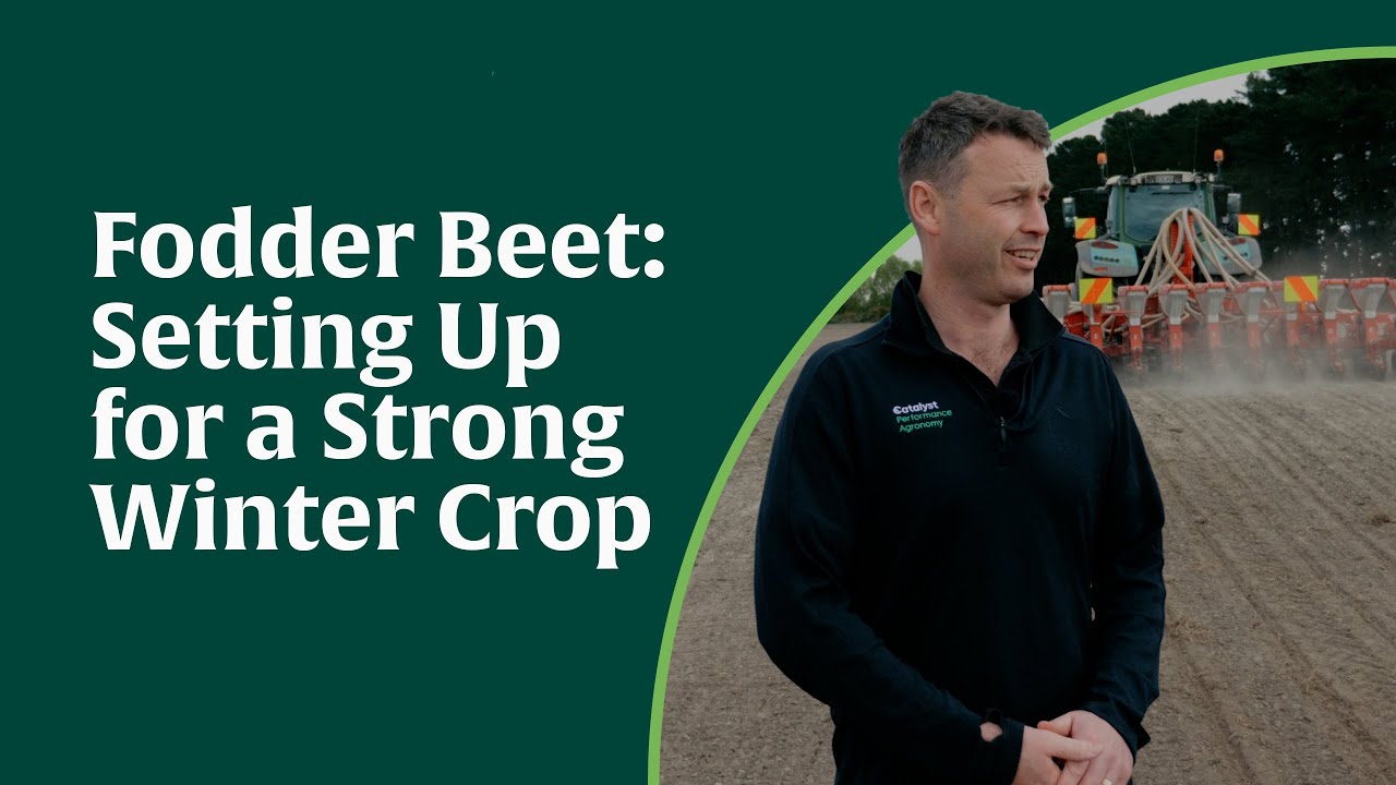 Fodder Beet: Setting Up for a Strong Winter Crop