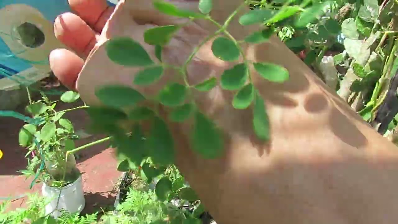 MACETO  HUERTO.   Cultivo de plantas en macetas.