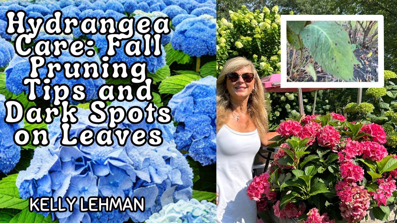 Hydrangea Care: Fall Pruning Tips and Dark Spots on Leaves - Expert Advice by Kelly Lehman