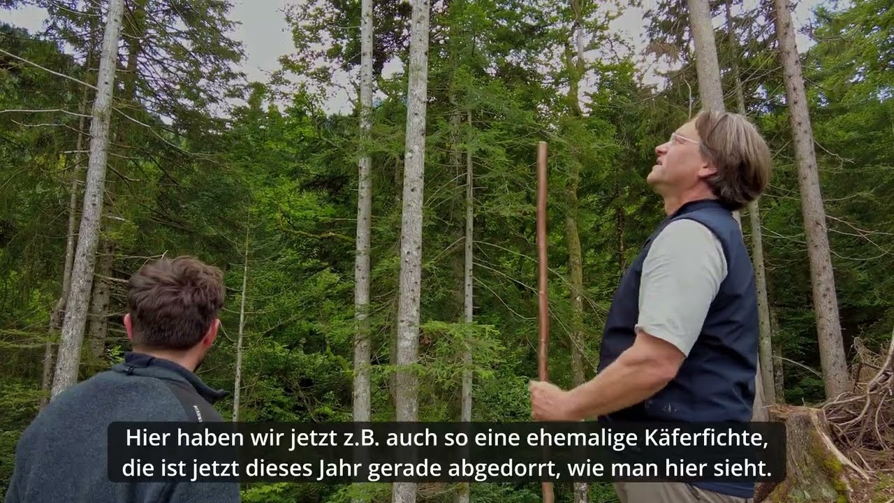 Folge 18 Alte Käferfichten   Einzelne befallene Fichten stehen lassen