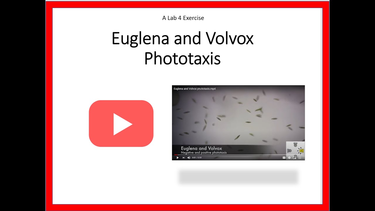 Euglena and Volvox Phototaxis