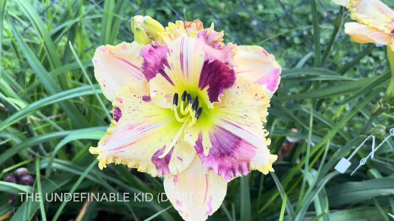 Lewis Daylily Garden, Broken Colored Daylilies From the 2025 Season