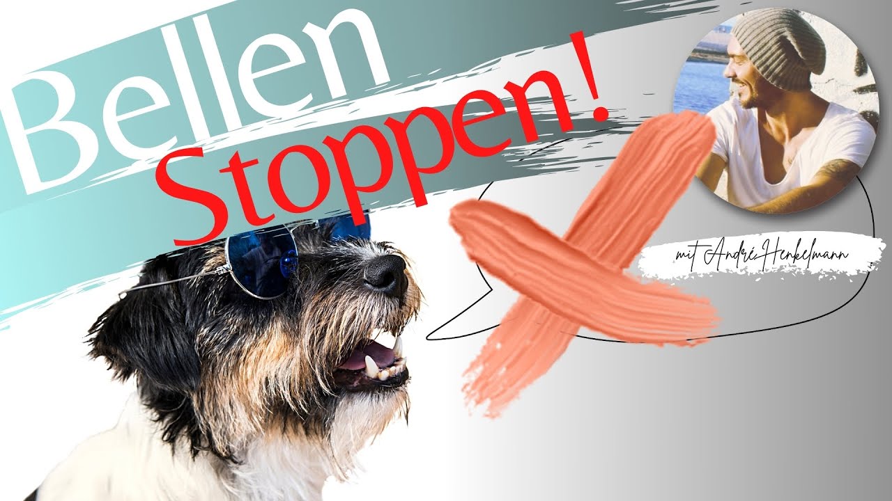 So kannst du das Bellen deines Hundes stoppen! Profi-Tipps/Hundeerziehung!