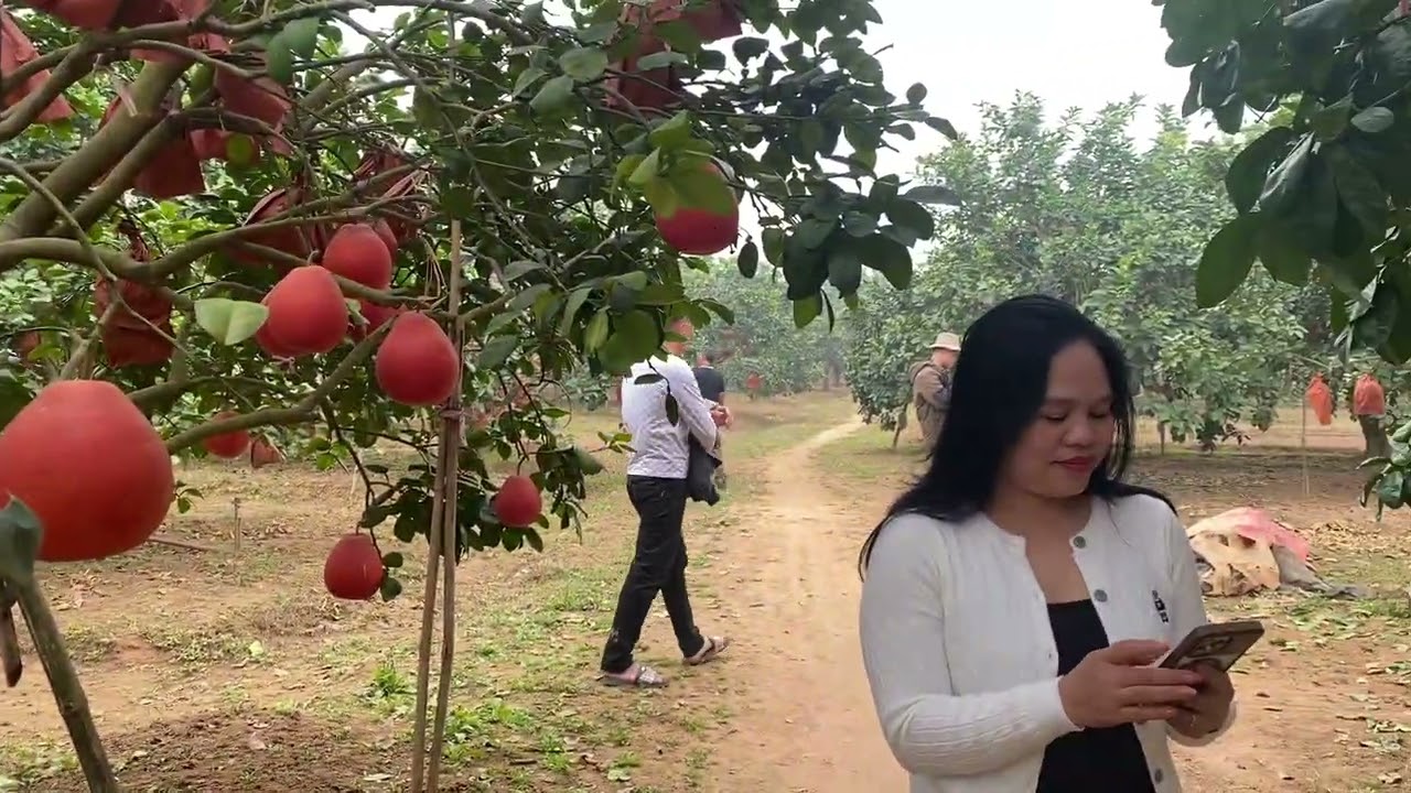 Người nông dân trồng bưởi giỏi