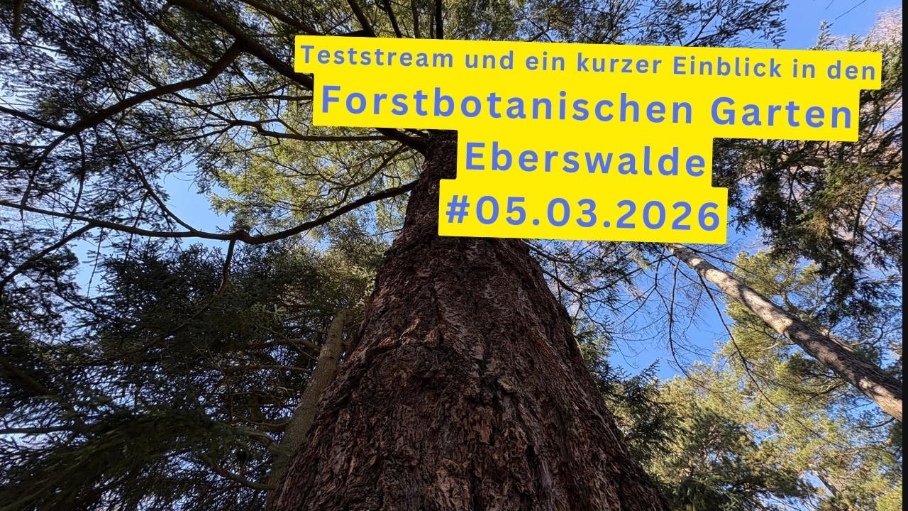 Stream aus dem Forstbotanischen Garten Eberswalde