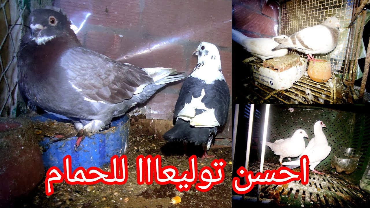 احسن توليعه مسائيه 😱😯 او توليع في الحمام مرحبا بكم جميعا 