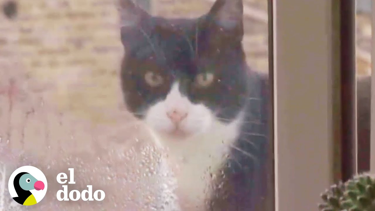 Gato callejero espera en la ventana de un chico hasta que es adoptado | El Dodo