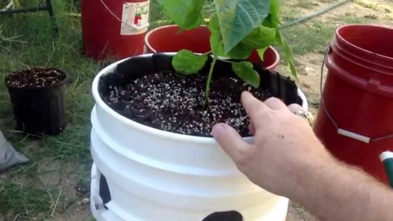 Wicking and air pruning buckets: new phase for growing