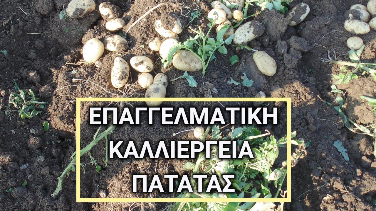 Επαγγελματική Καλλιέργεια Πατάτας