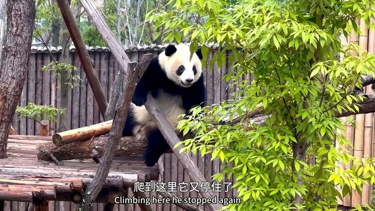 1月28日 成都基地的熊猫宝宝有点凶噢，春节来成都基地看熊猫，可以看看新区游玩心得#大熊猫基地 #成都熊猫基地 #panda #판다