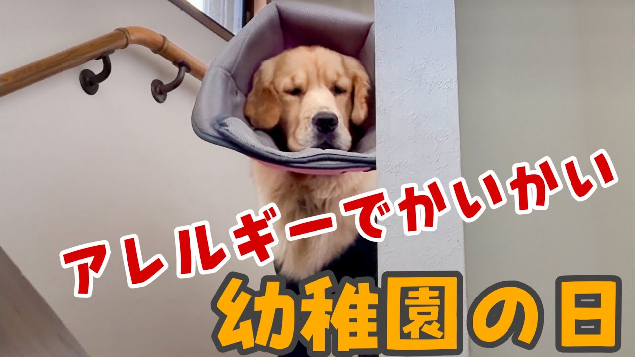 ぴんとぺーのアレルギー問題と幼稚園
