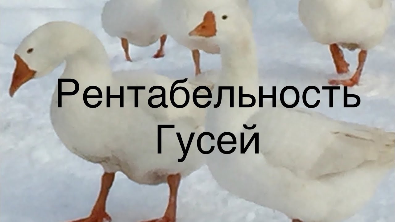 Не совершайте ошибок в Гусеводстве/Рентабельность Гусей