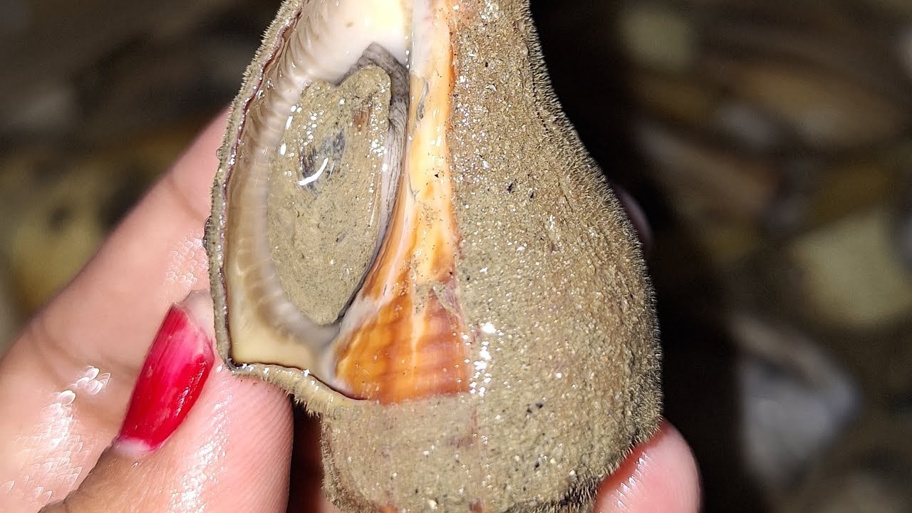 Dapat siput krucut BaBon di pantai BTN Nelayan BALIKPAPAN. ketemu banyak bayi kelomang