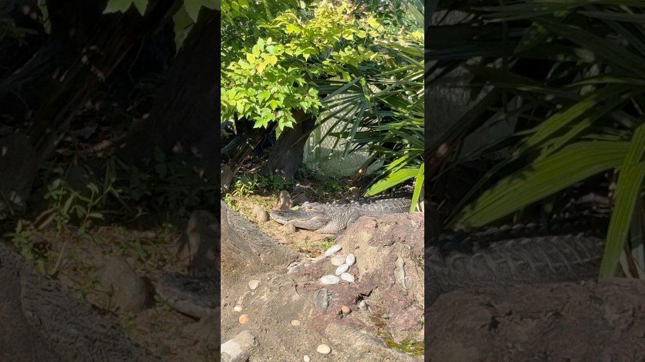American Alligator Sunbathing