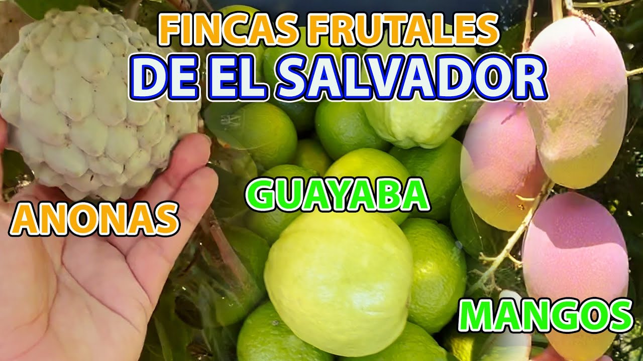 Asi son Las Fincas Frutales Orgánicas en El Salvador Anona Mango pitajaya | El Patechucho