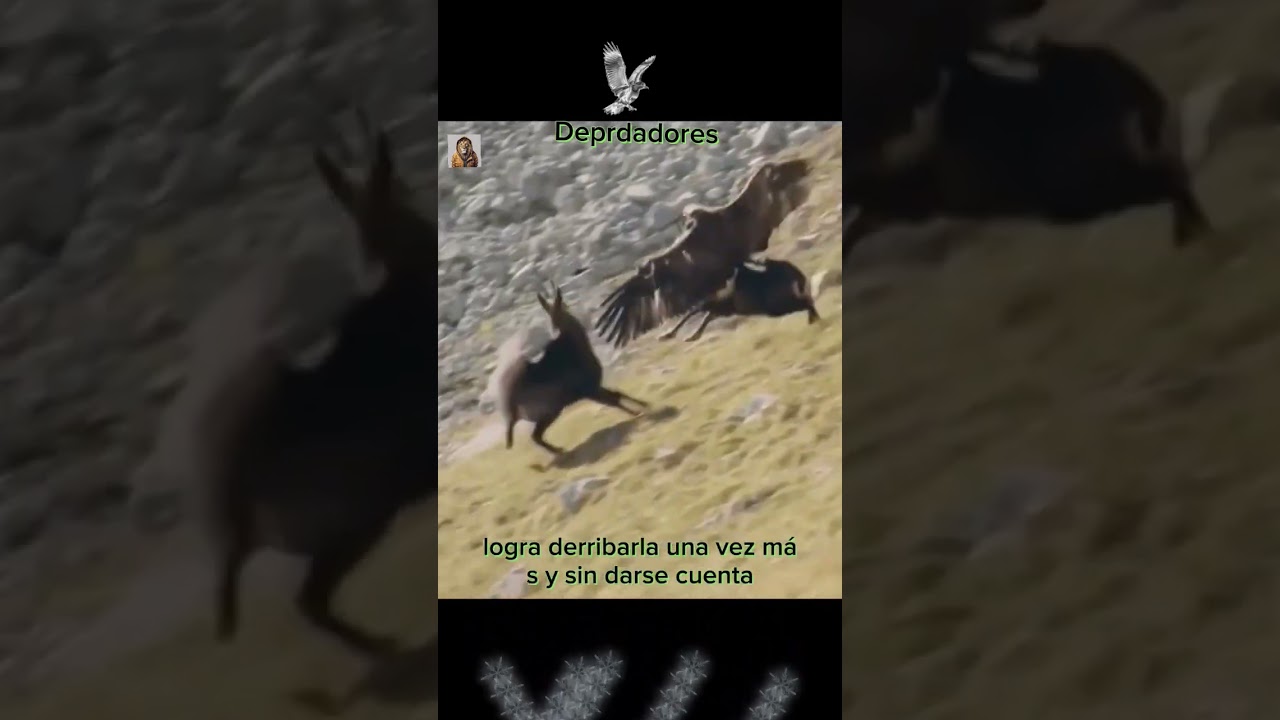 aguilas cazando cabras en las montañas 