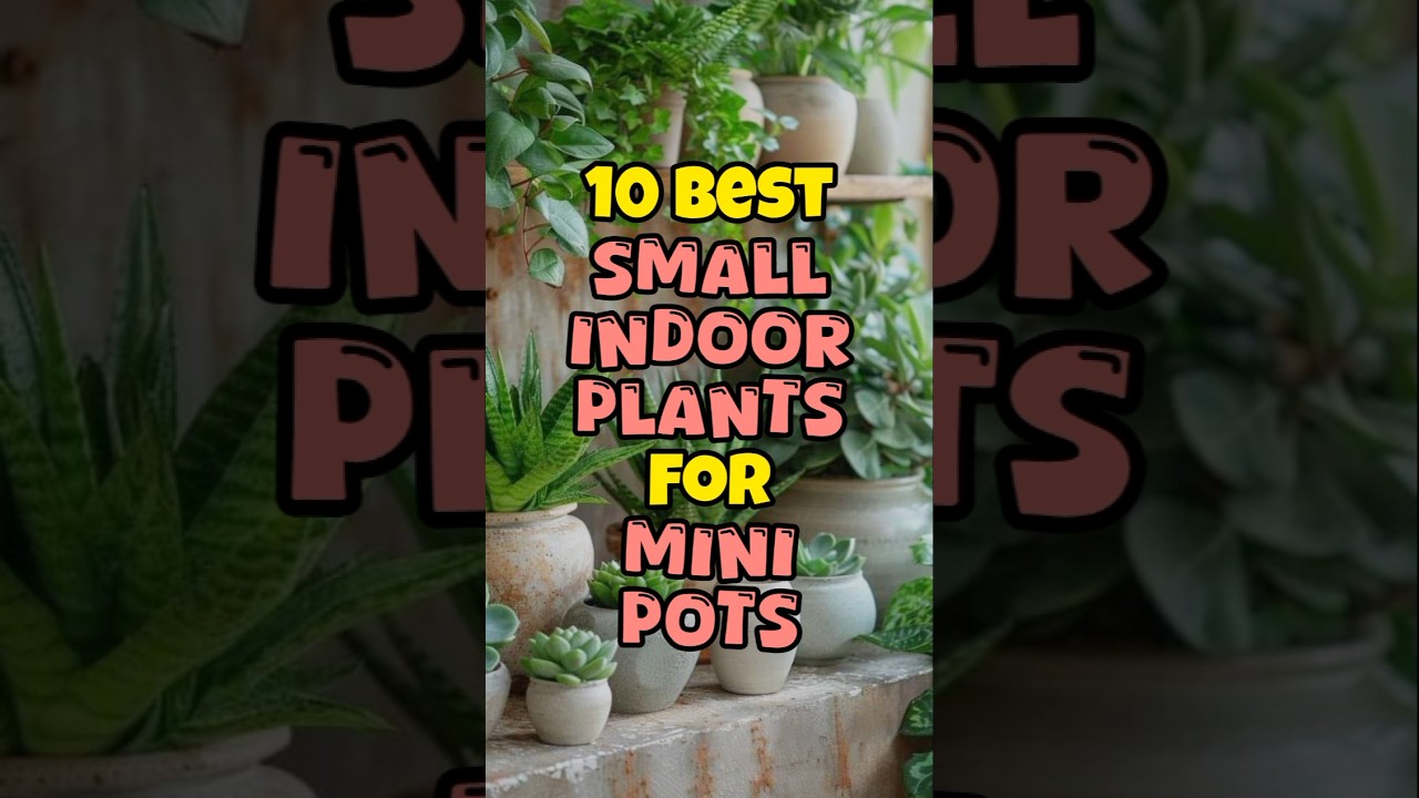 Best small indoor plants to grow in mini pots / Mini indoor plants for mini containers #short