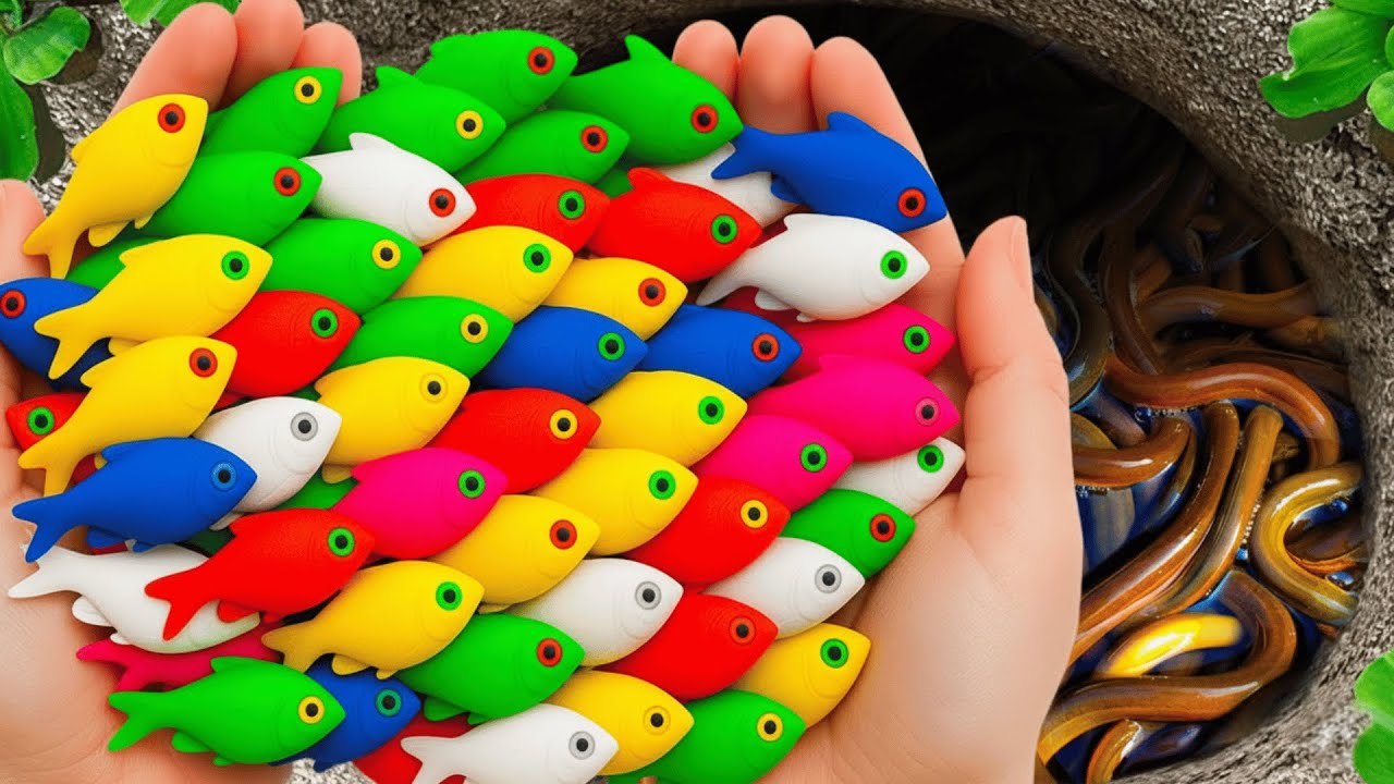 Catch Charming Freshwater Aquarium Fish in Mini Pond, Neon Fish, Baby Turtle, Platy Fish, Koi, Eel