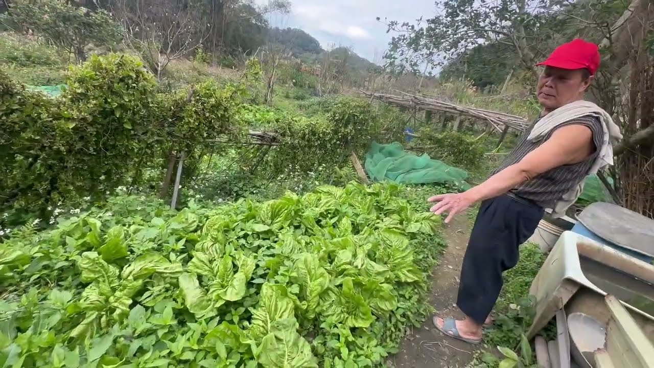 आज ताईवान चाचा के खेत में 