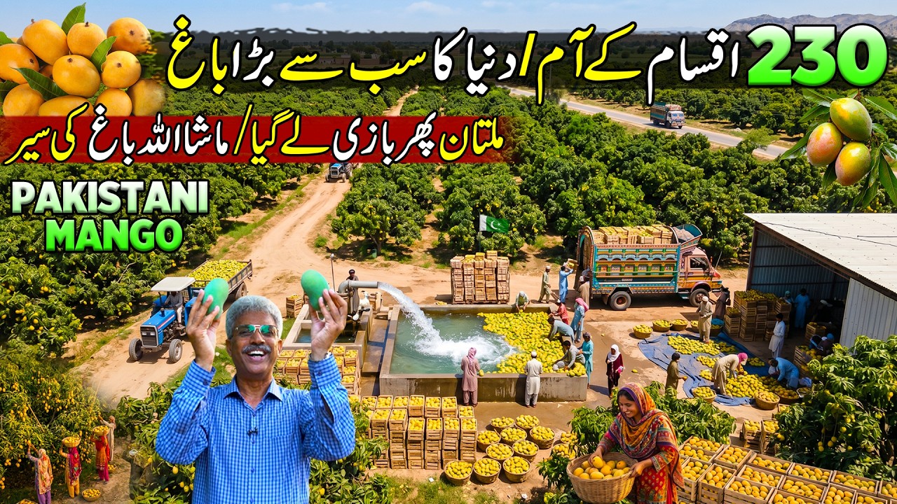 This is World Biggest Mango Farm in Pakistan | 230 World Famous Types of Mangoes | Discover Pakistan