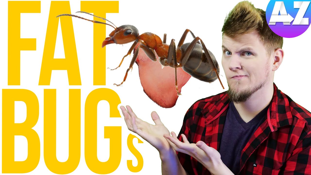 Can Insects get FAT??