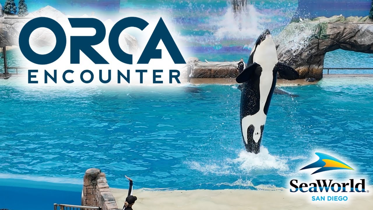 NEW Orca Encounter Show 2025 – Full Performance | SeaWorld San Diego